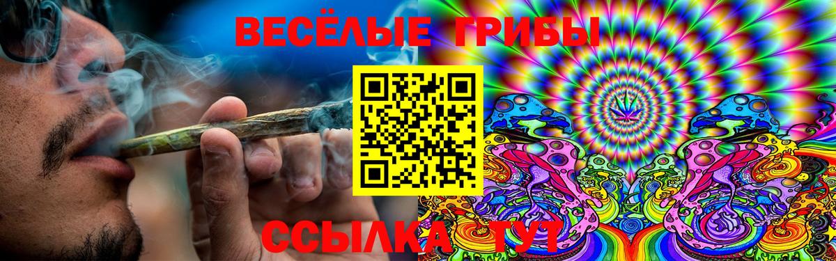 Сунжа  Псилоцибиновые грибы Psilocybe  Вход с VPN 